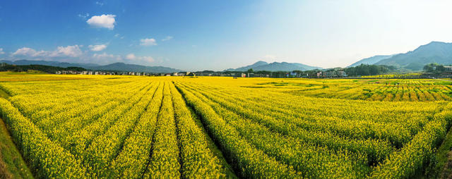 旅游 油菜花 武阳 晴天 生态农业