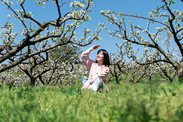 翠冠蜜梨  乡村振兴  