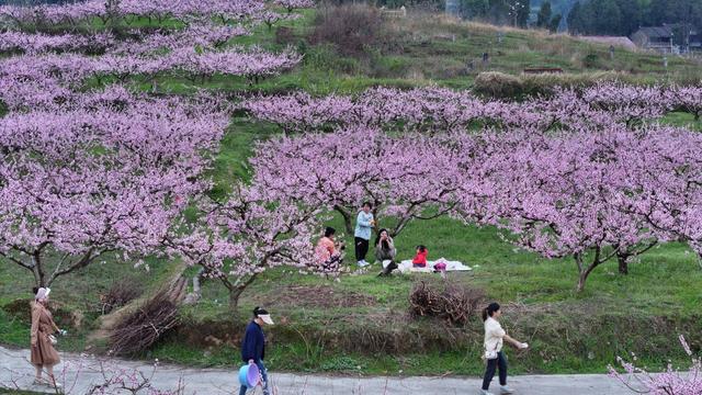 桃花 春游 春天 花海 露营