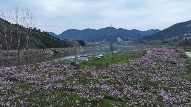 桃花 春游 春天 花海 露营