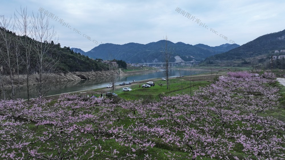 桃花 春游 春天 花海 露营