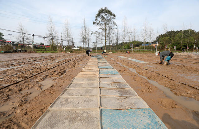 春耕备耕 育苗 农事忙 农业产业 经济发展