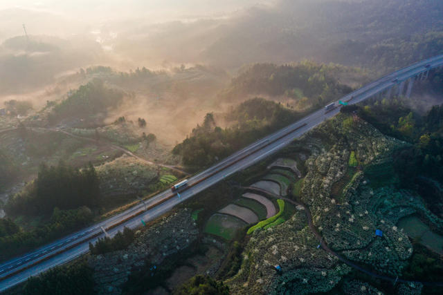 乡村振兴，特色农产业，梨花盛开