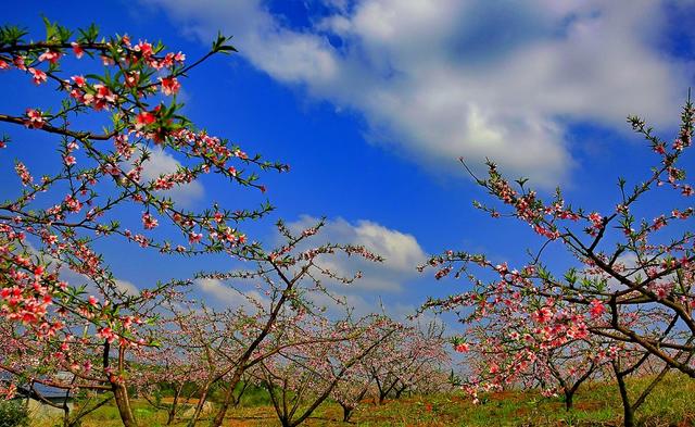 常宁    板桥   桃花   美景
