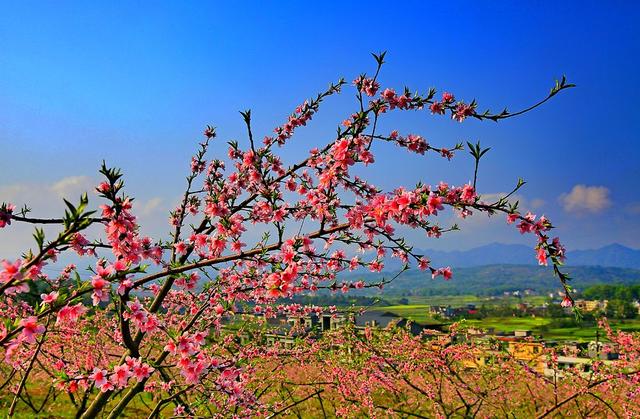 常宁    板桥   桃花   美景