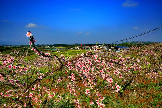 常宁    板桥   桃花   美景