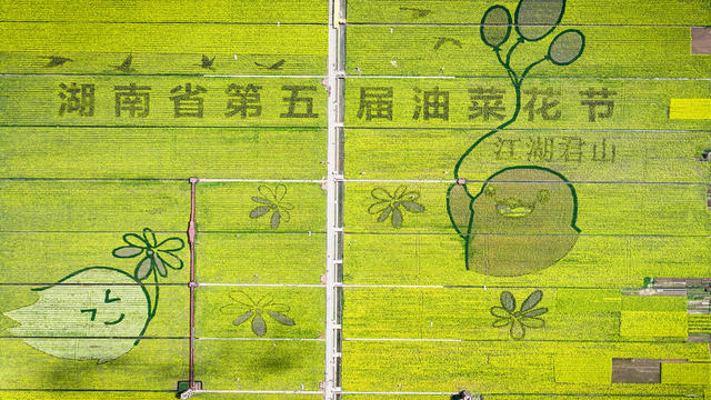 岳阳  油菜花节