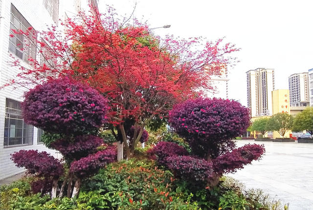 校园 美景 绿色