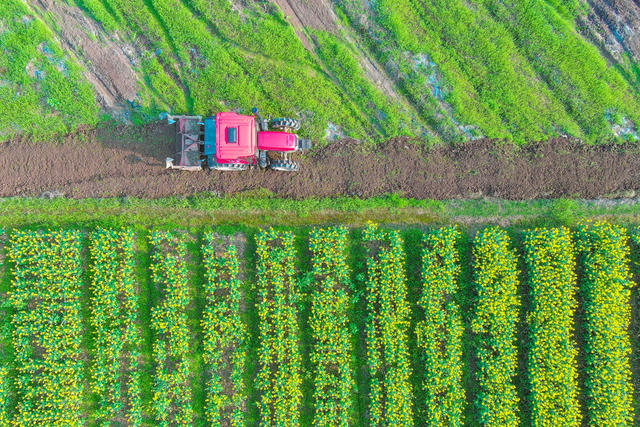 农业   春耕   玉米   蔬菜   经济  村民  乡村振兴    油菜  农机