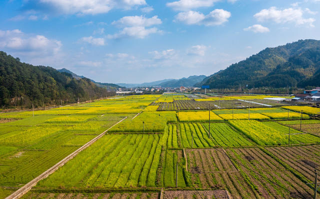 美丽乡村 山村 农村 背景 风光 风景 天空 油菜花 花海 乡村振兴 农业 田园 田野 旅行 旅游 蓝天白云 青山绿水 小镇 田园风光 自然 自然美 乡村 户外 春天 春色 春季 田地 高视角 绿色 万佛山镇