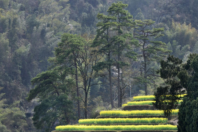 大山深处春意浓