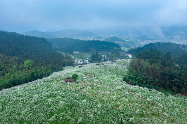 春天 梨花 春色 湖南靖州梨花 排牙山梨花 靖州梨花 云雾中梨花 风光 风景 自然风光 农业 种植业 背景 旅行 旅游 航拍 生态环境 环保 绿色 森林 云雾 路 蜿蜒 自然美 户外 自然 高山 树