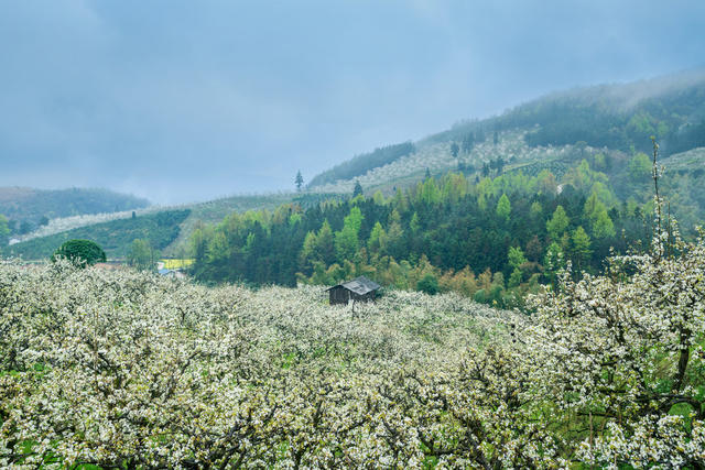 春天 梨花 春色 湖南靖州梨花 排牙山梨花 靖州梨花 云雾中梨花 风光 风景 自然风光 农业 种植业 背景 旅行 旅游 航拍 生态环境 环保 绿色 森林 云雾 路 蜿蜒 自然美 户外 自然 高山 树