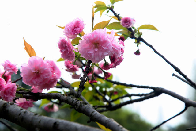 樱花开了  市民打卡