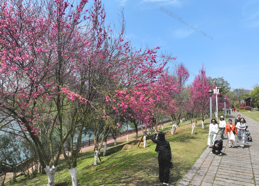 踏青 赏花 出游 春光