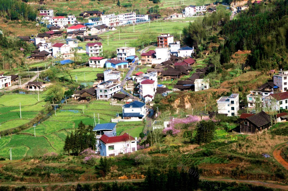 梯田  新宁 桃花 