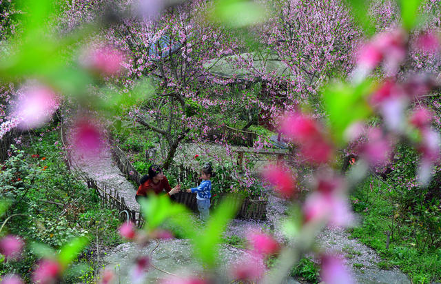 桃花 春日 市民 丽景 游玩