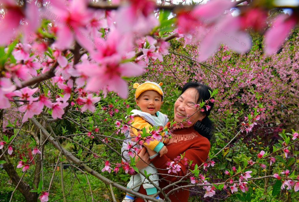 桃花 春日 市民 丽景 游玩