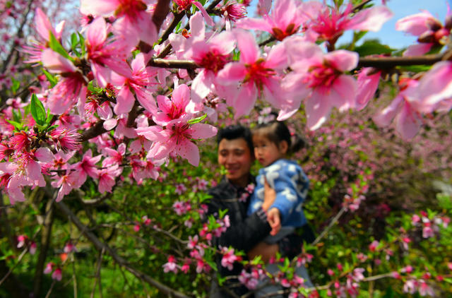 桃花 春日 市民 丽景 游玩