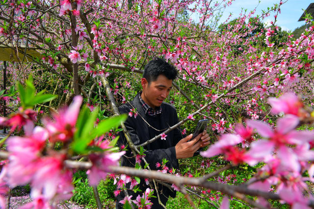 桃花 春日 市民 丽景 游玩