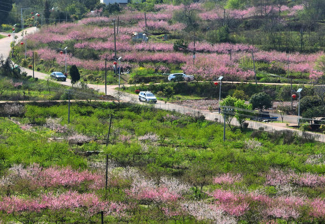 踏青 赏花 春光 