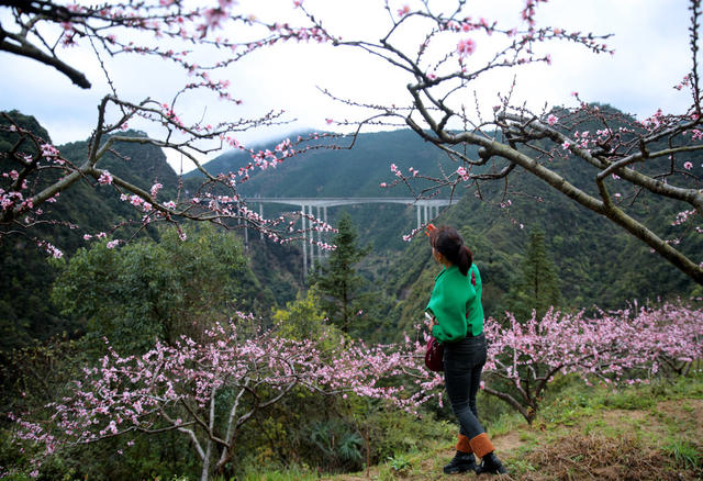 湖南炎陵 桃花 游客 村瑶族乡龙渣村 武深高速