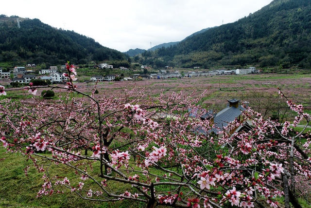 湖南炎陵：产业兴 瑶村美 中村瑶族乡龙渣村 画