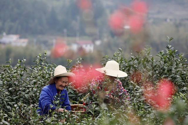 清明节 明前茶 茶叶产业 采摘 上市 茶园美如画