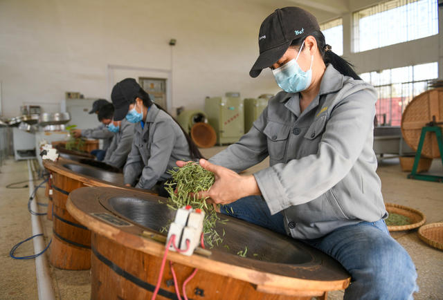 茶叶
春茶
采摘