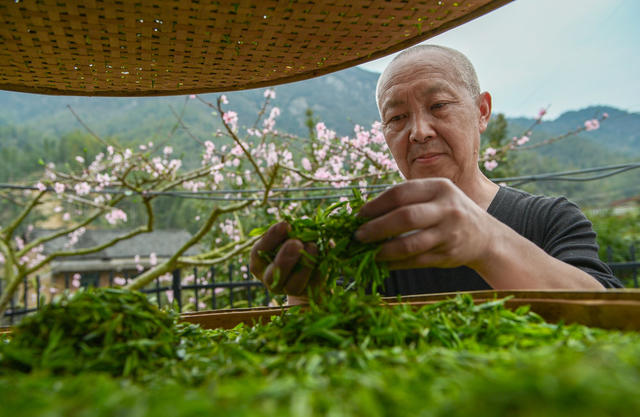 明前茶