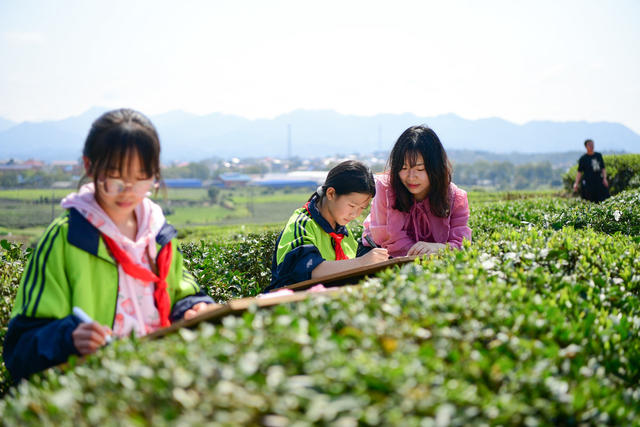 浏阳，采茶