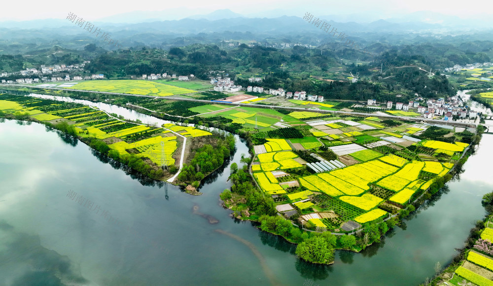 湖南，麻阳 ，油菜花海