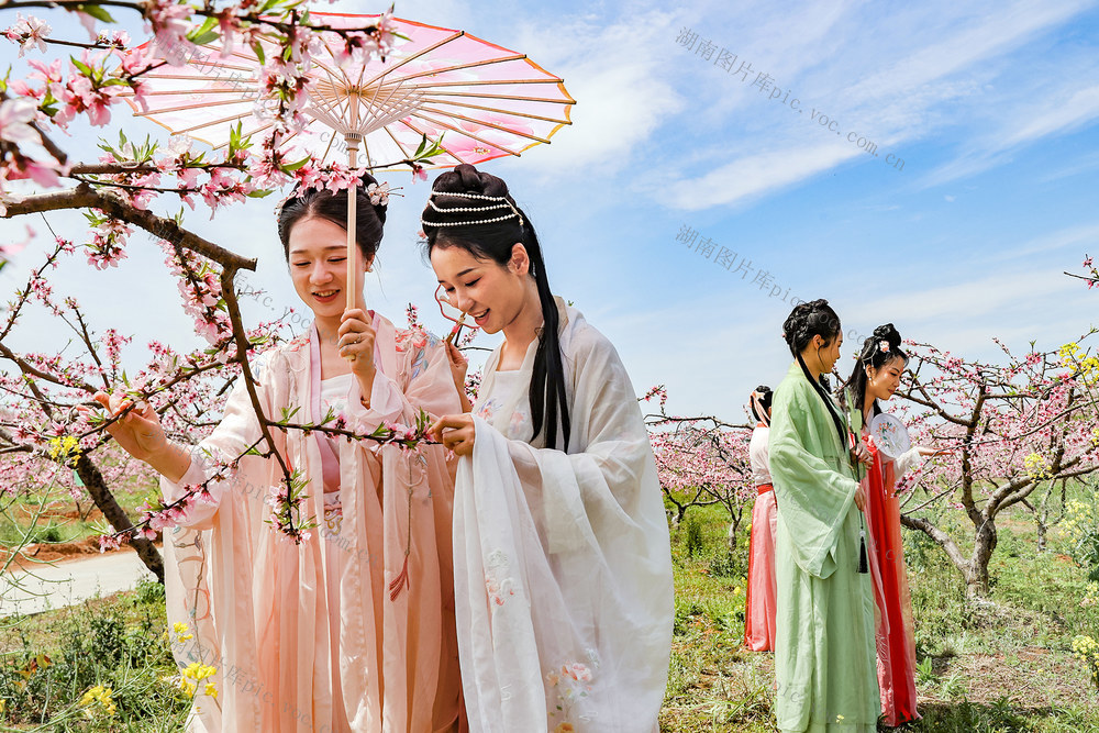 临武县--桃花绽放引客来