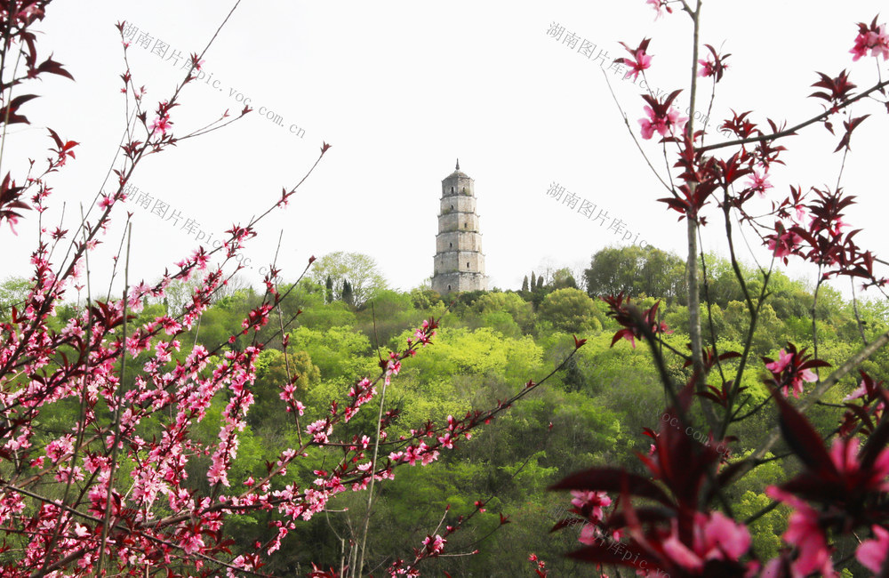 春和景明  踏青赏花  春光  美景