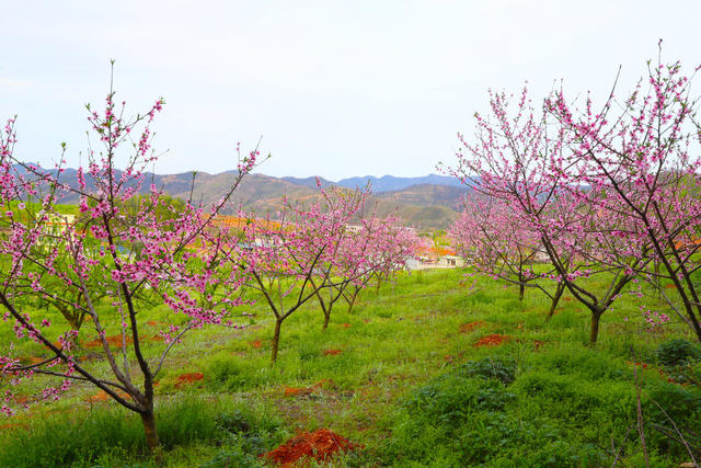 春和景明  踏青赏花  春光  美景