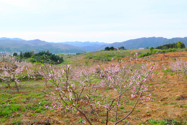 春和景明  踏青赏花  春光  美景
