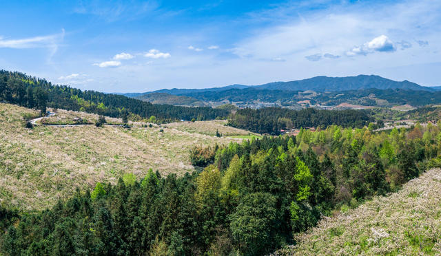 春天 春色 春季 梨花 排牙山梨花 靖州梨花 风光 风景 背景 森林 种植业 农业 蓝天白云 生态农业 地形 绿色 青山 花海 高山 树 自然 天空 户外