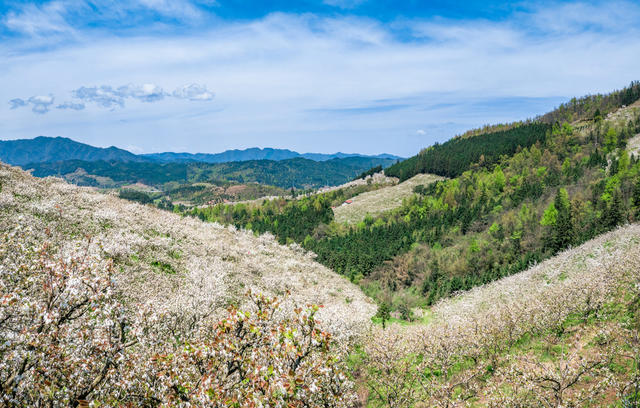 春天 春色 春季 梨花 排牙山梨花 靖州梨花 风光 风景 背景 森林 种植业 农业 蓝天白云 生态农业 地形 绿色 青山 花海 高山 树 自然 天空 户外