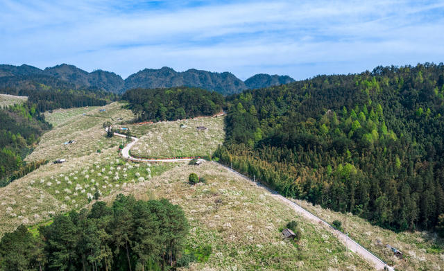 春天 春色 春季 梨花 排牙山梨花 靖州梨花 风光 风景 背景 森林 种植业 农业 蓝天白云 生态农业 地形 绿色 青山 花海 高山 树 自然 天空 户外