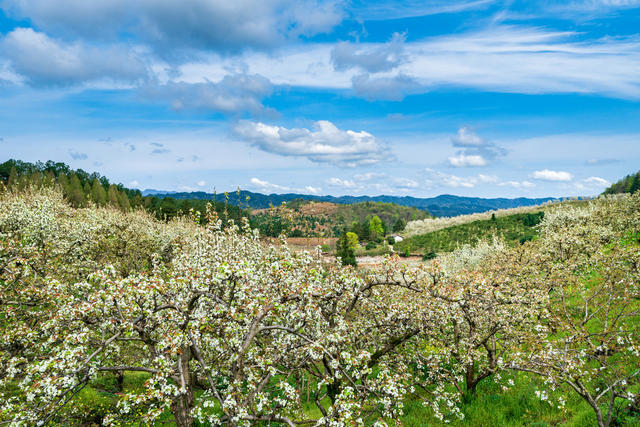 春天 春色 春季 梨花 排牙山梨花 靖州梨花 风光 风景 背景 森林 种植业 农业 蓝天白云 生态农业 地形 绿色 青山 花海 高山 树 自然 天空 户外