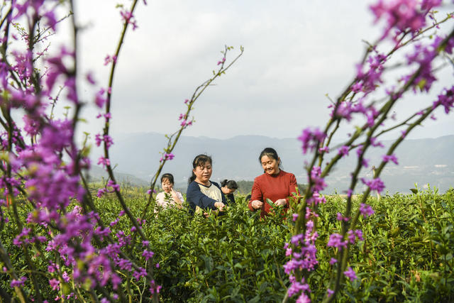 春茶 明前茶 茶农 茶企 采茶 加工