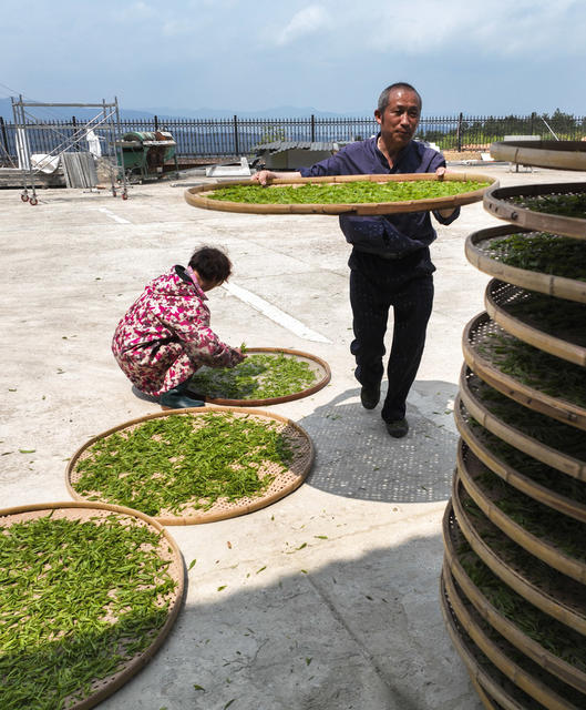 春茶 明前茶 茶农 茶企 采茶 加工