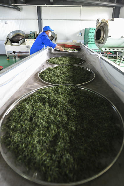 春茶 明前茶 茶农 茶企 采茶 加工