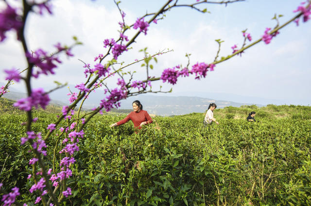 春茶 明前茶 茶农 茶企 采茶 加工