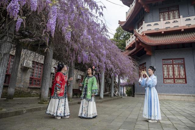 紫藤花 吉首 春意