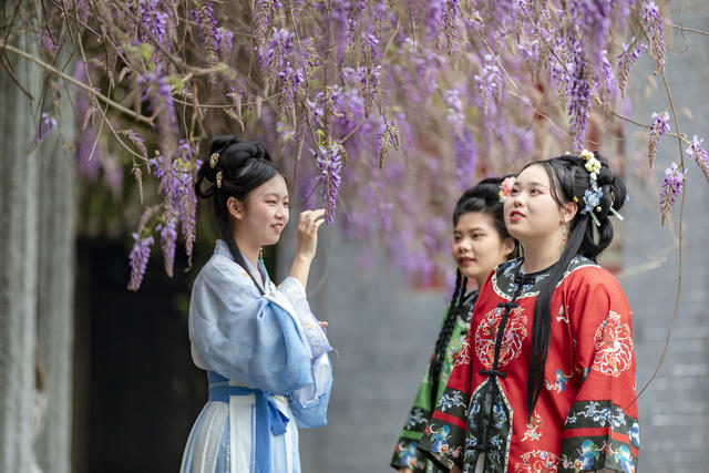 紫藤花 吉首 春意