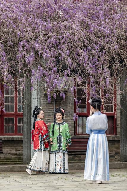 紫藤花 吉首 春意