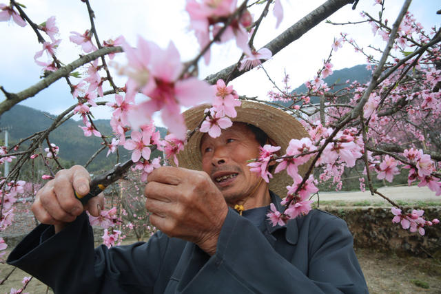 湖南桂东 桃园 春 村民 花