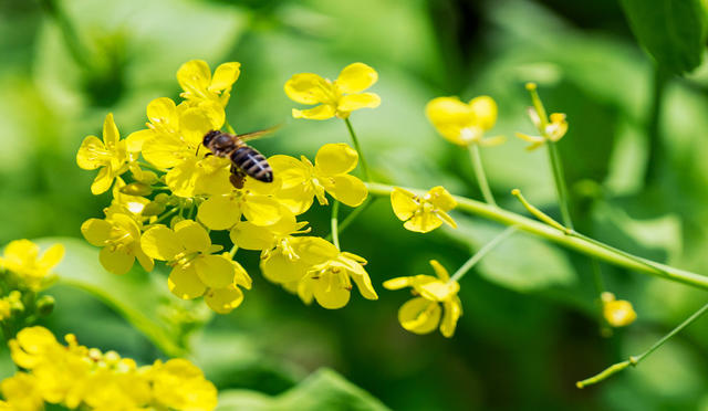 自然  蜜蜂  采花