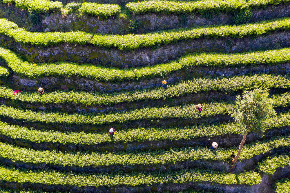 茶叶 清明  湘西  保靖  